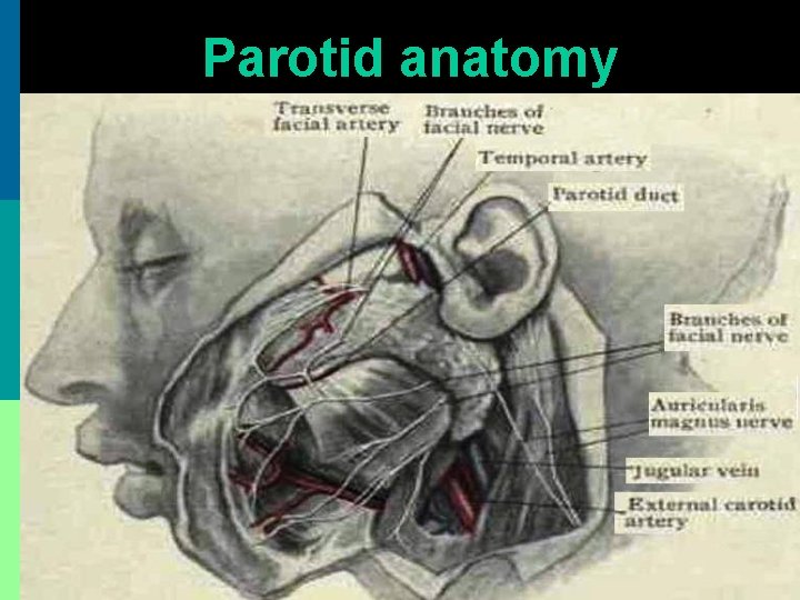 Parotid anatomy 