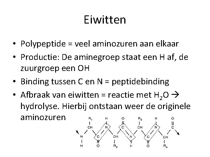 Eiwitten • Polypeptide = veel aminozuren aan elkaar • Productie: De aminegroep staat een