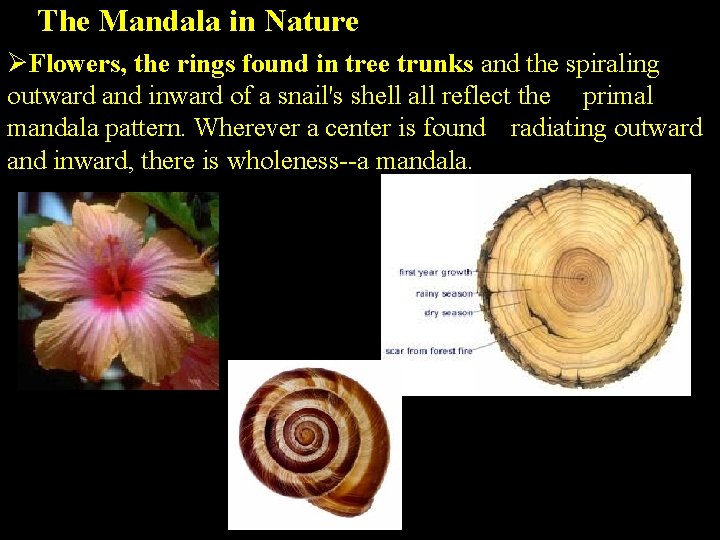 The Mandala in Nature ØFlowers, the rings found in tree trunks and the spiraling