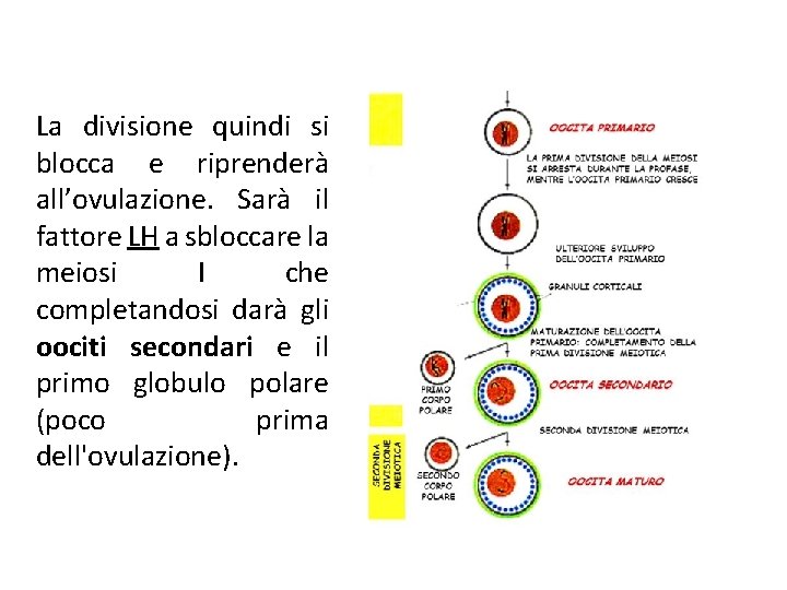 La divisione quindi si blocca e riprenderà all’ovulazione. Sarà il fattore LH a sbloccare