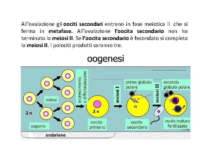 All'ovulazione gli oociti secondari entrano in fase meiotica II che si ferma in metafase.