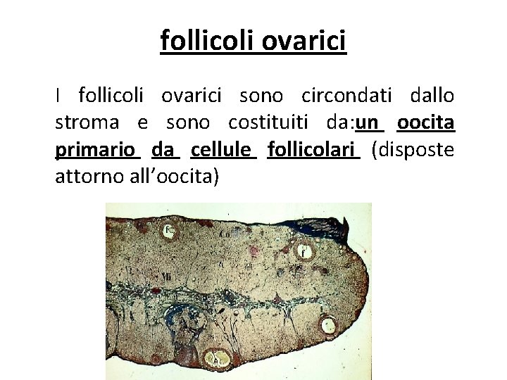 follicoli ovarici I follicoli ovarici sono circondati dallo stroma e sono costituiti da: un