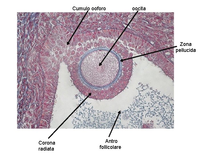 Cumulo ooforo oocita Zona pellucida Corona radiata Antro follicolare 