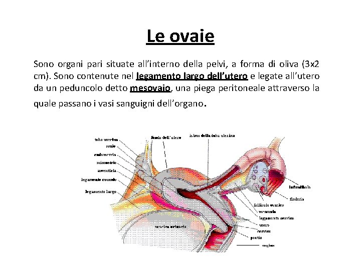 Le ovaie Sono organi pari situate all’interno della pelvi, a forma di oliva (3