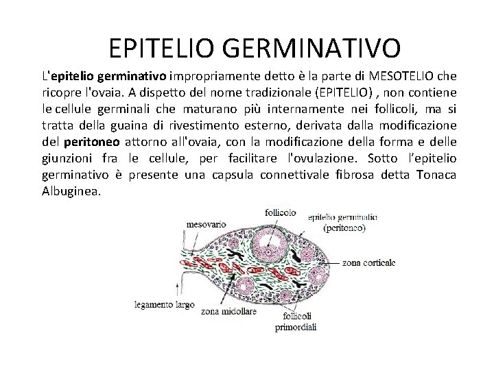 EPITELIO GERMINATIVO L'epitelio germinativo impropriamente detto è la parte di MESOTELIO che ricopre l'ovaia.