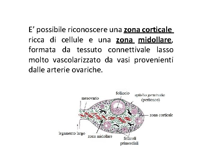 E’ possibile riconoscere una zona corticale ricca di cellule e una zona midollare, formata