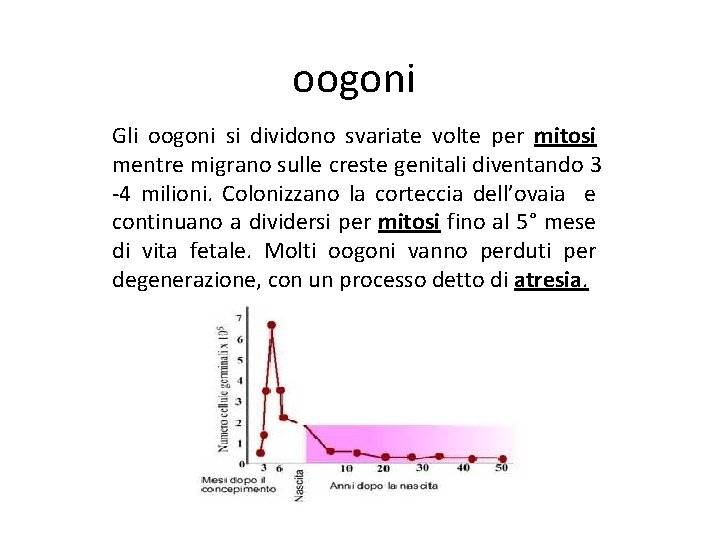 oogoni Gli oogoni si dividono svariate volte per mitosi mentre migrano sulle creste genitali