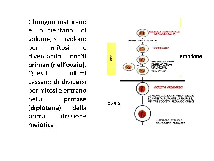 Gli oogoni maturano e aumentano di volume, si dividono per mitosi e diventando oociti