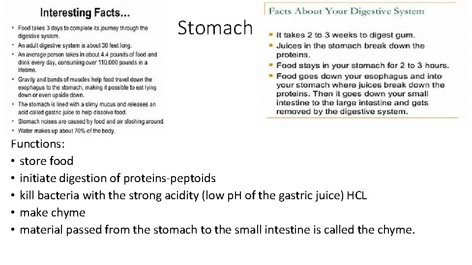 Stomach Functions: • store food • initiate digestion of proteins-peptoids • kill bacteria with