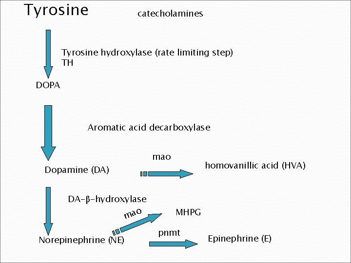 Tyrosine catecholamines Tyrosine hydroxylase (rate limiting step) TH DOPA Aromatic acid decarboxylase Dopamine (DA)