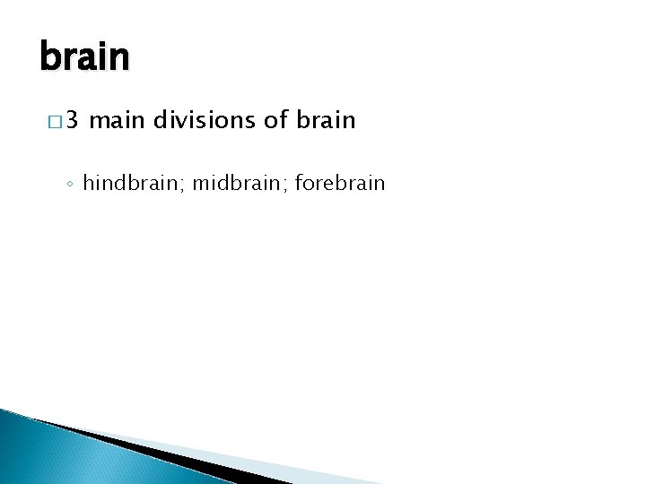 brain � 3 main divisions of brain ◦ hindbrain; midbrain; forebrain 
