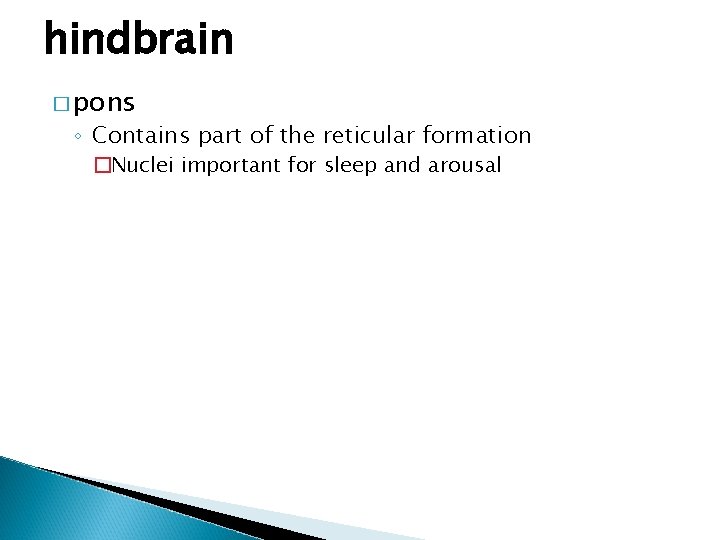 hindbrain � pons ◦ Contains part of the reticular formation �Nuclei important for sleep