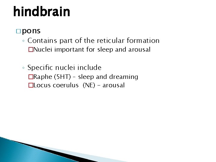 hindbrain � pons ◦ Contains part of the reticular formation �Nuclei important for sleep