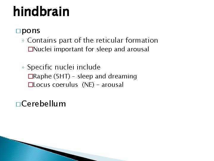 hindbrain � pons ◦ Contains part of the reticular formation �Nuclei important for sleep