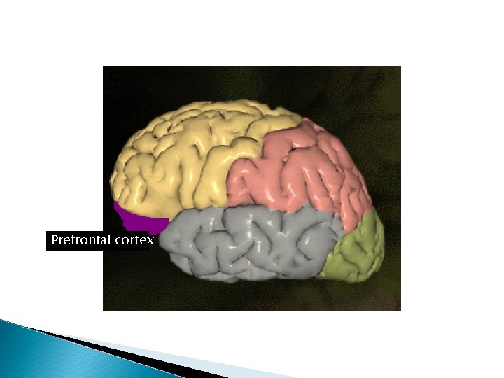 Prefrontal cortex 