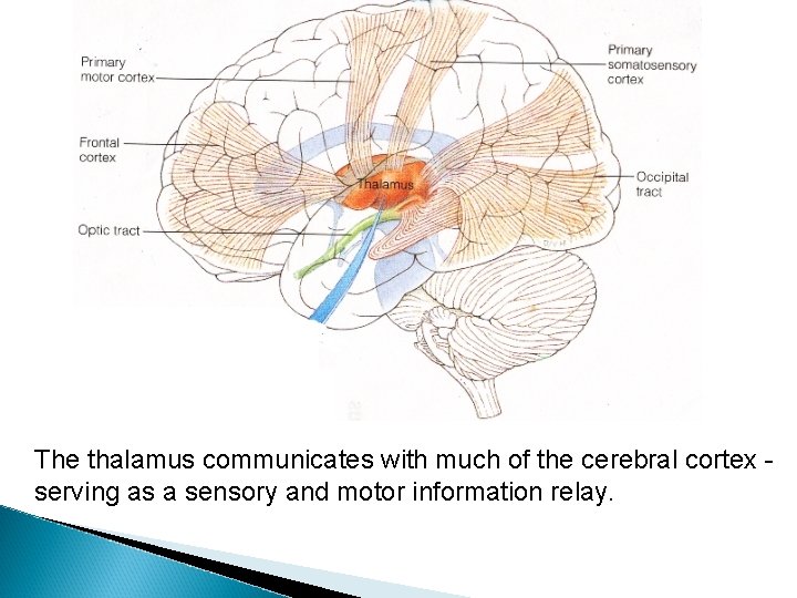 The thalamus communicates with much of the cerebral cortex serving as a sensory and