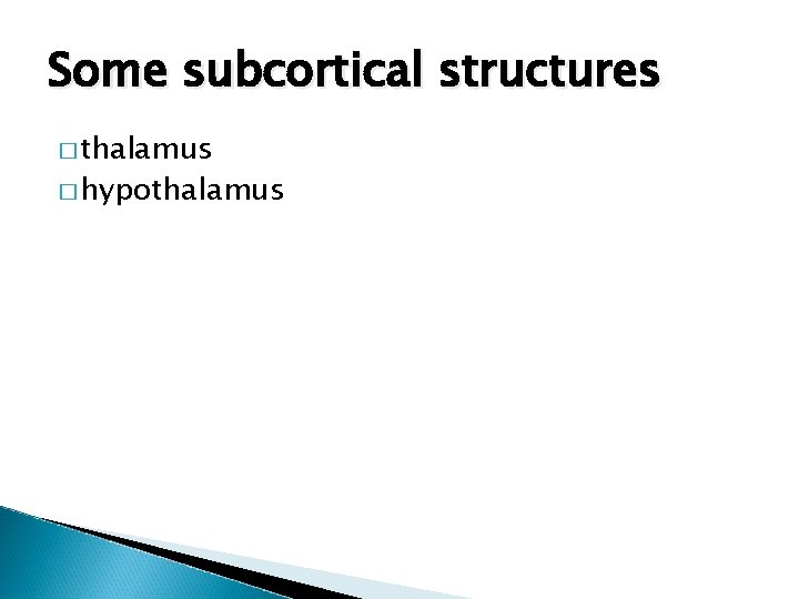 Some subcortical structures � thalamus � hypothalamus 