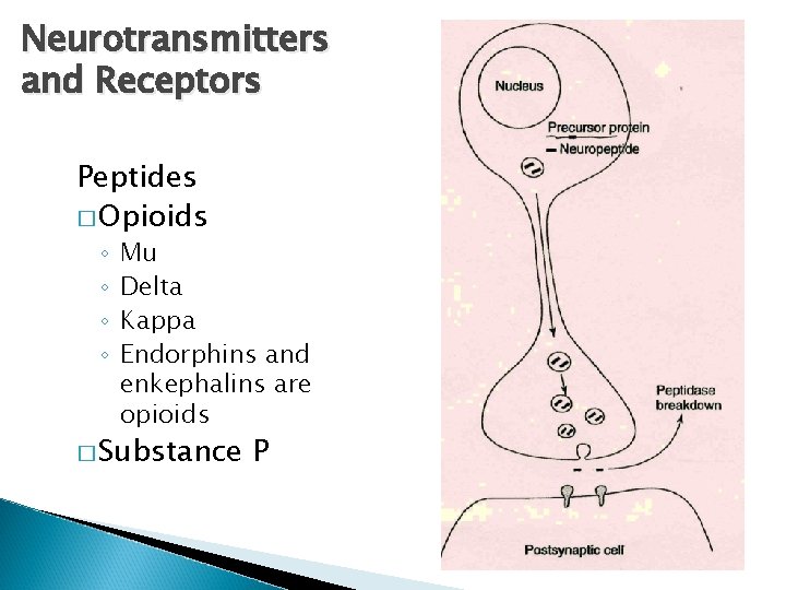 Neurotransmitters and Receptors Peptides � Opioids ◦ ◦ Mu Delta Kappa Endorphins and enkephalins