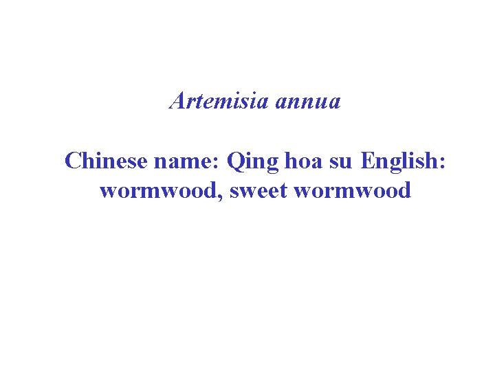 Artemisia annua Chinese name: Qing hoa su English: wormwood, sweet wormwood 