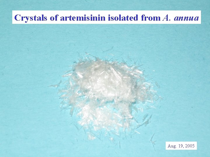 Crystals of artemisinin isolated from A. annua Aug. 19, 2005 