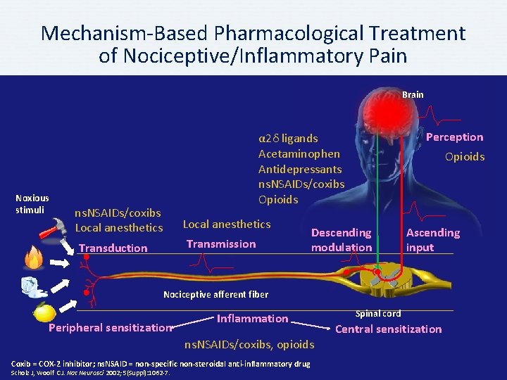 Mechanism-Based Pharmacological Treatment of Nociceptive/Inflammatory Pain Brain Noxious stimuli Perception α 2δ ligands Acetaminophen