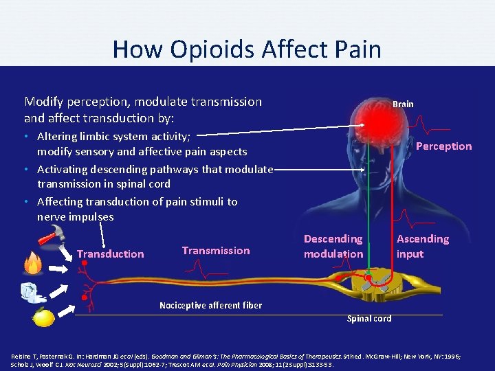 How Opioids Affect Pain Modify perception, modulate transmission and affect transduction by: Brain •