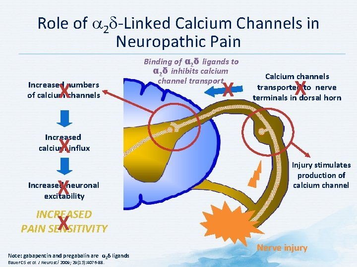 Role of 2 -Linked Calcium Channels in Neuropathic Pain X Increased numbers of calcium