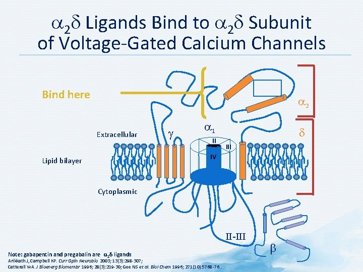  2 Ligands Bind to 2 Subunit of Voltage-Gated Calcium Channels Bind here 2