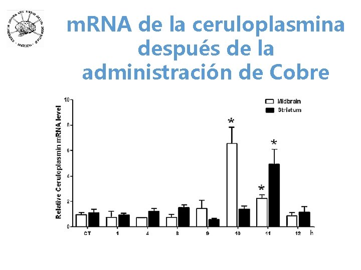 m. RNA de la ceruloplasmina después de la administración de Cobre 