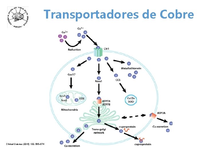 Transportadores de Cobre Clinical Science (2016) 130, 565– 574 