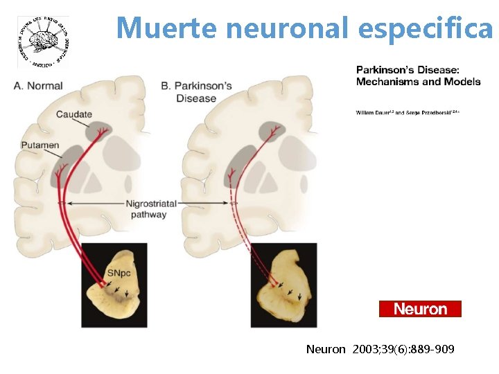 Muerte neuronal especifica Neuron 2003; 39(6): 889 -909 