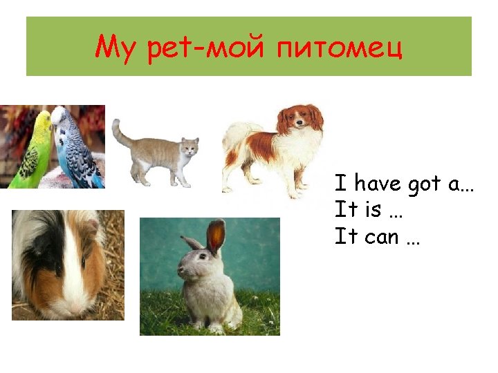 My pet-мой питомец I have got a… It is … It can … 