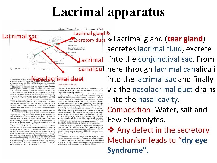 Lacrimal apparatus Lacrimal sac Lacrimal gland & Excretory duct v Lacrimal gland (tear gland)