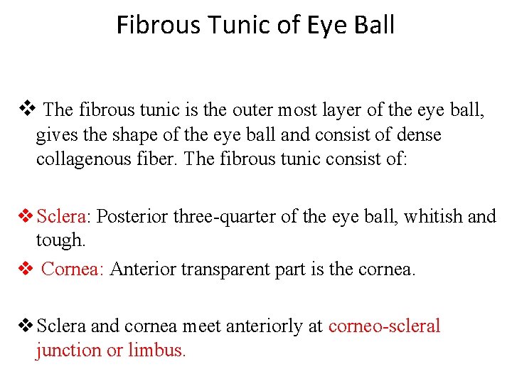Fibrous Tunic of Eye Ball v The fibrous tunic is the outer most layer