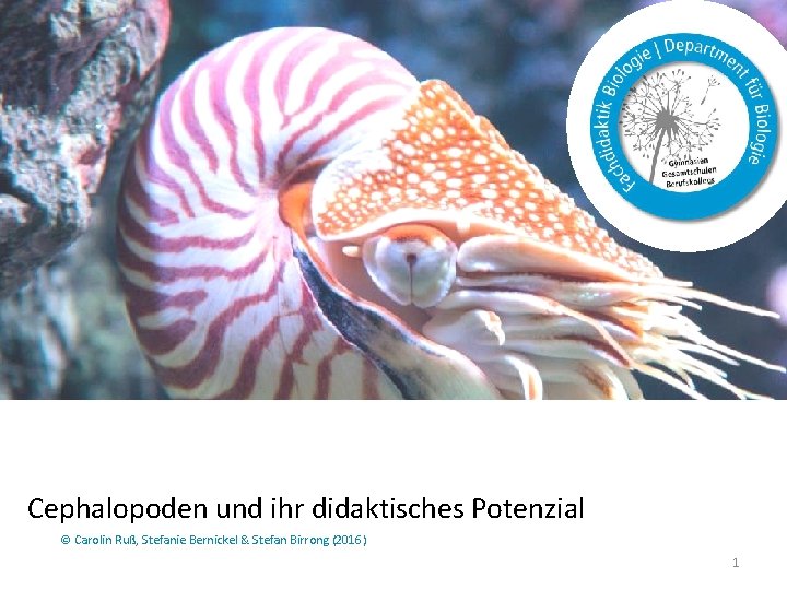 Cephalopoden und ihr didaktisches Potenzial © Carolin Ruß, Stefanie Bernickel & Stefan Birrong (2016)