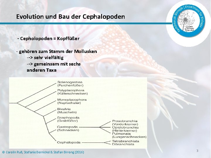 Evolution und Bau der Cephalopoden - Cepholopoden = Kopffüßer - gehören zum Stamm der