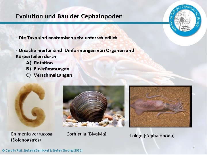 Evolution und Bau der Cephalopoden - Die Taxa sind anatomisch sehr unterschiedlich - Ursache