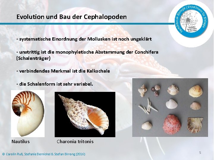 Evolution und Bau der Cephalopoden - systematische Einordnung der Mollusken ist noch ungeklärt -