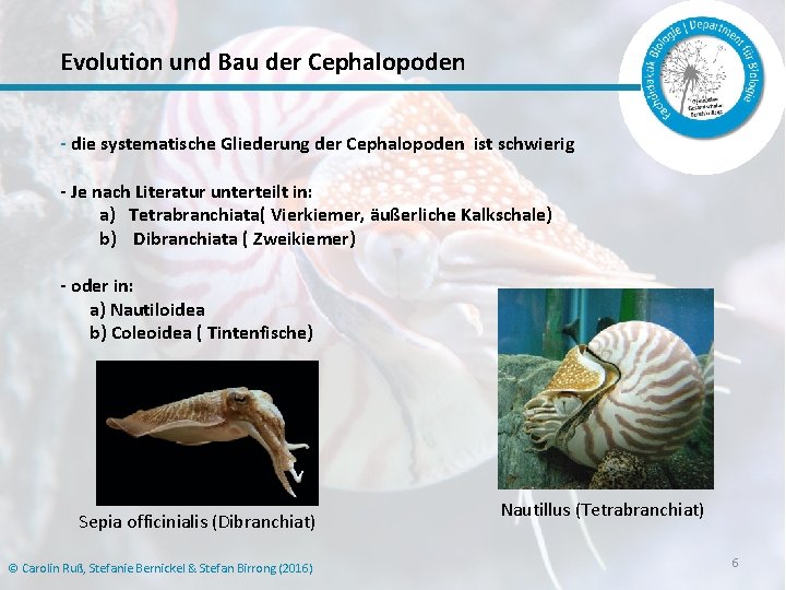 Evolution und Bau der Cephalopoden - die systematische Gliederung der Cephalopoden ist schwierig -