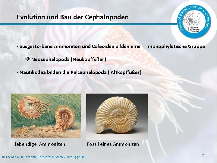 Evolution und Bau der Cephalopoden - ausgestorbene Ammoniten und Coleoidea bilden eine monophyletische Gruppe