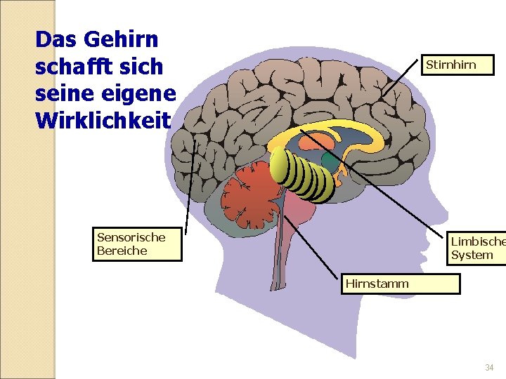 Das Gehirn schafft sich seine eigene Wirklichkeit Stirnhirn Sensorische Bereiche Limbische System Hirnstamm 34
