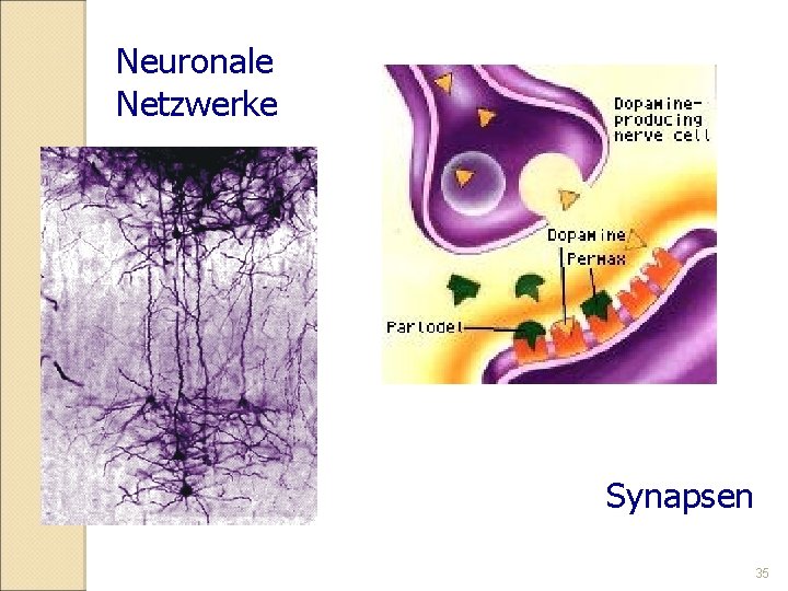 Neuronale Netzwerke Synapsen 35 