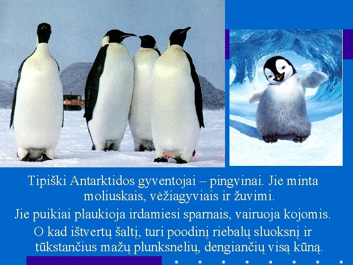 Tipiški Antarktidos gyventojai – pingvinai. Jie minta moliuskais, vėžiagyviais ir žuvimi. Jie puikiai plaukioja