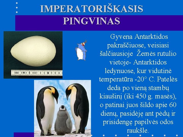 IMPERATORIŠKASIS PINGVINAS Gyvena Antarktidos pakraščiuose, veisiasi šalčiausioje Žemės rutulio vietoje- Antarktidos ledynuose, kur vidutinė