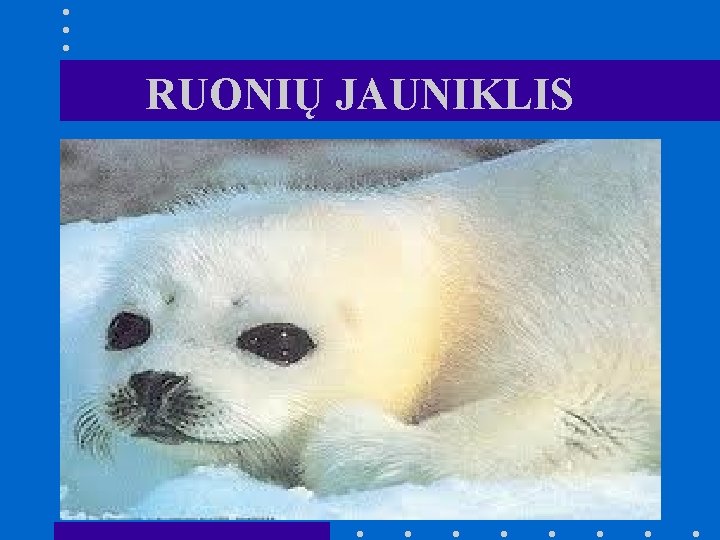 RUONIŲ JAUNIKLIS 