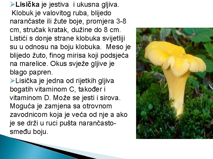 ØLisička je jestiva i ukusna gljiva. Klobuk je valovitog ruba, blijedo narančaste ili žute