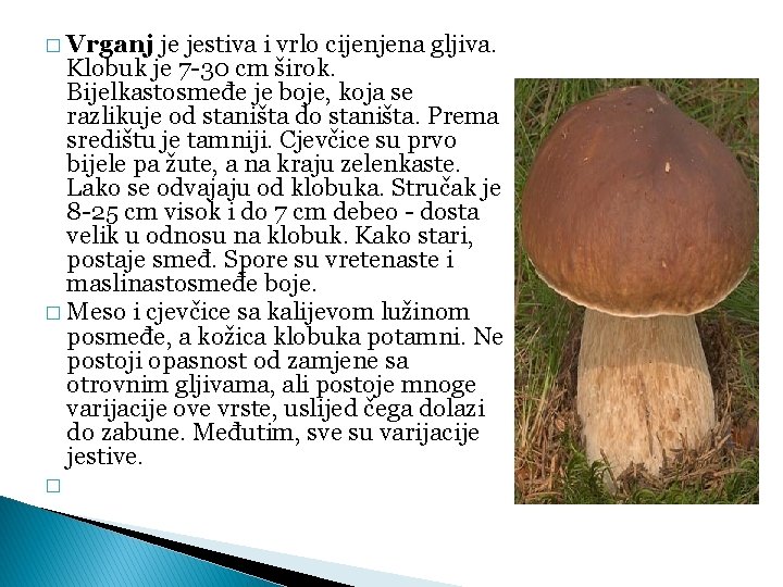 � Vrganj je jestiva i vrlo cijenjena gljiva. Klobuk je 7 -30 cm širok.