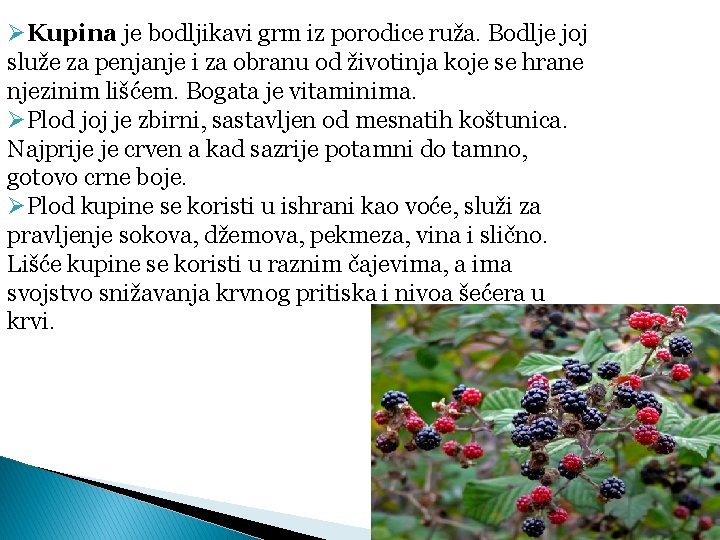 ØKupina je bodljikavi grm iz porodice ruža. Bodlje joj služe za penjanje i za