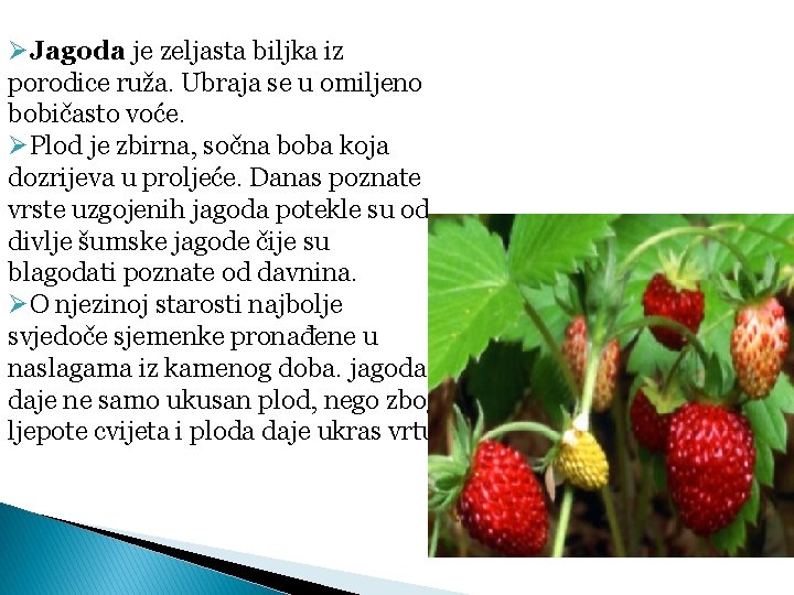 ØJagoda je zeljasta biljka iz porodice ruža. Ubraja se u omiljeno bobičasto voće. ØPlod