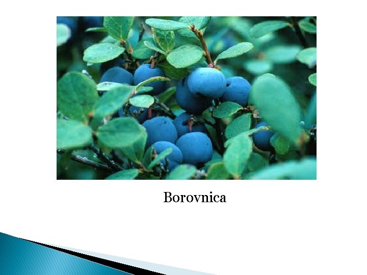 Borovnica 